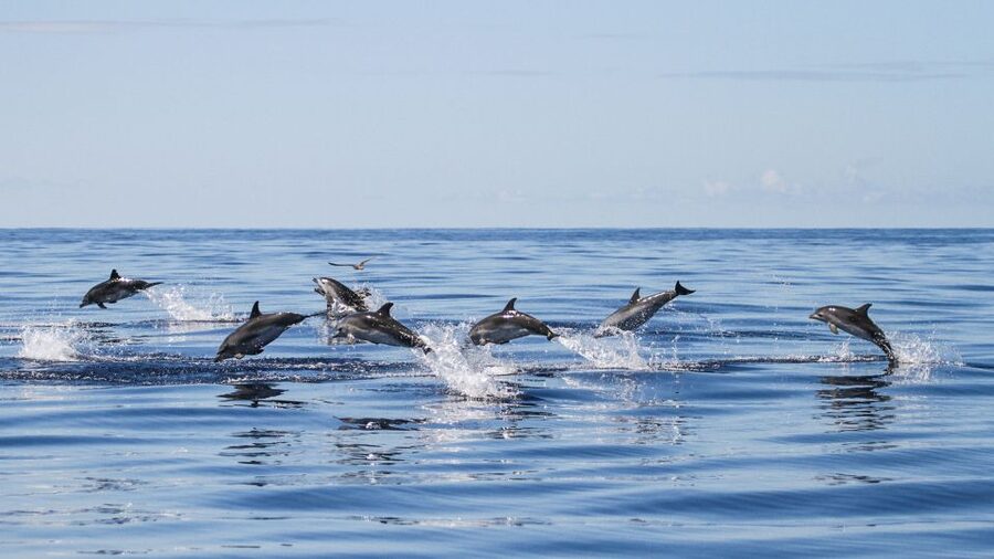 From Ponta Delgada: Whale and Dolphin Watching Trip - Where You Board at Portas do Mar in Ponta Delgada