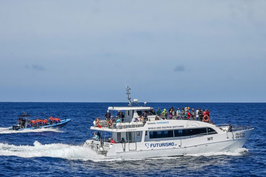 From Ponta Delgada: Whale and Dolphin Watching Trip - Why the Azores Attract Whales and Dolphins All Year
