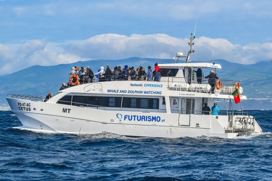 From Ponta Delgada: Whale and Dolphin Watching Trip - Who You Might See: Season, Species, and What to Watch
