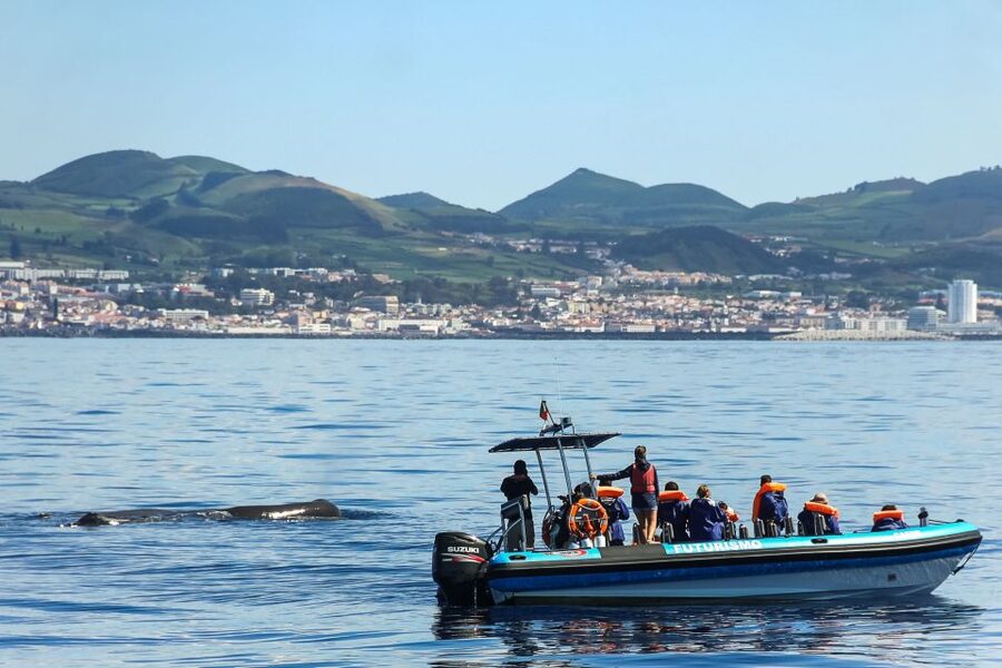 From Ponta Delgada: Whale and Dolphin Watching Trip - Catamaran vs Zodiac: Comfort, Sightlines, and Motion