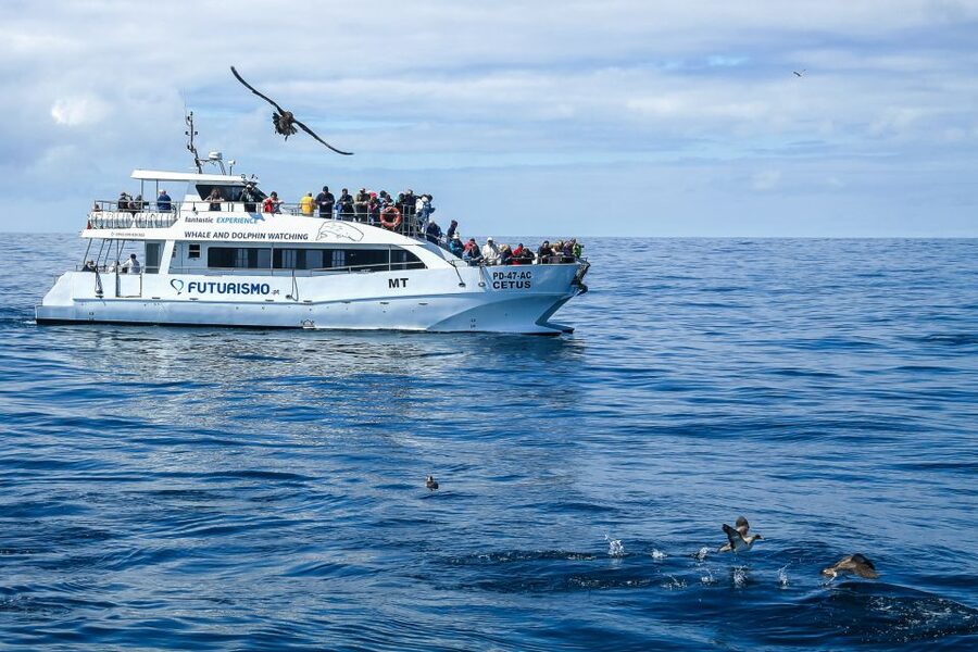 From Ponta Delgada: Whale and Dolphin Watching Trip - Ethical Wildlife Watching: The Distance and Engine Details