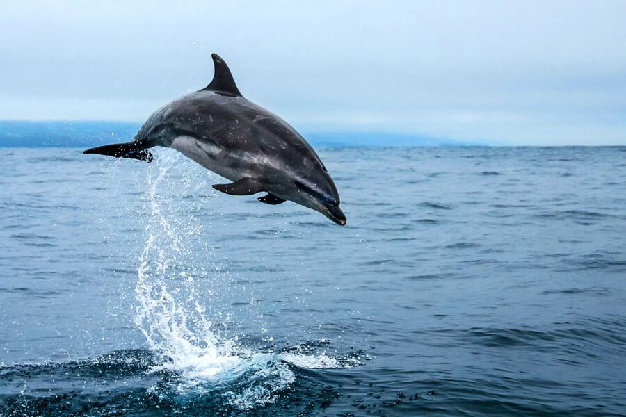 From Ponta Delgada: Whale and Dolphin Watching Trip - Marine Biologist Commentary That Turns Spotting Into Learning