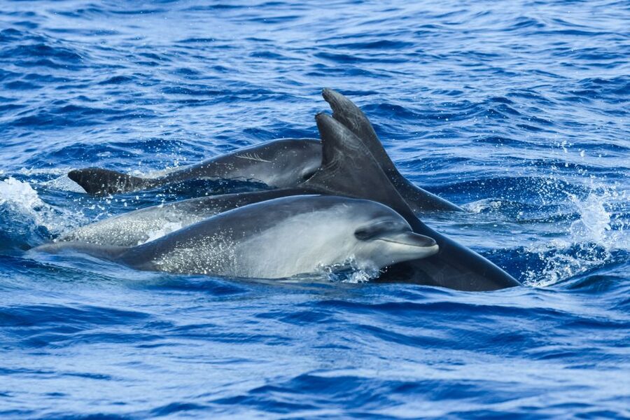 From Ponta Delgada: Whale and Dolphin Watching Trip - Practical Stuff: What’s Included, What to Wear, and What to Skip
