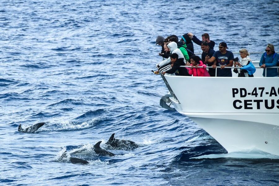 From Ponta Delgada: Whale and Dolphin Watching Trip - Safety Briefing That Sets the Rules of the Sea