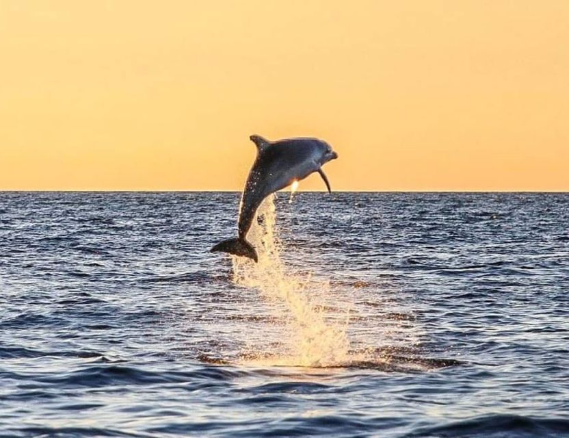 From Poreč: Evening Dolphin Cruise with Welcome Drink - Key things to know before you go