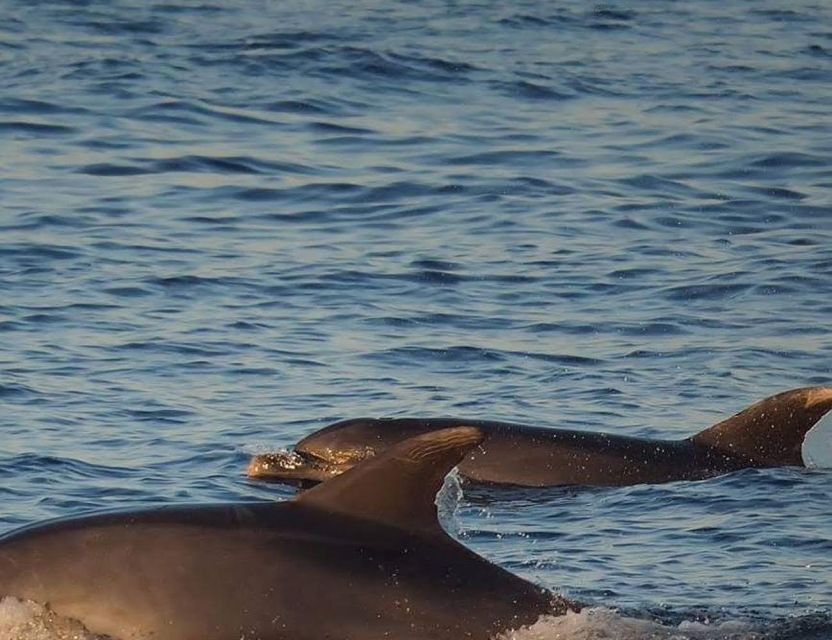 From Poreč: Evening Dolphin Cruise with Welcome Drink - Rovinj for two hours: wandering, shopping, and getting your bearings