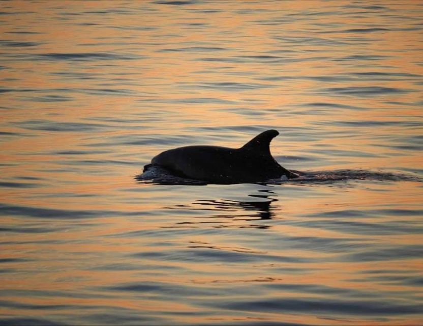 From Poreč: Evening Dolphin Cruise with Welcome Drink - Getting on board at Obala Maršala Tita 13 (and what to do with that welcome drink)