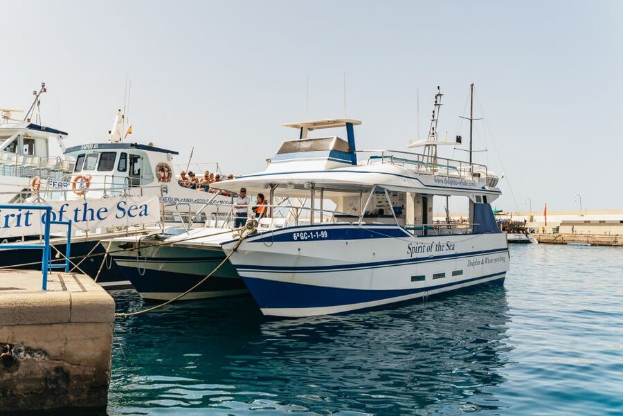 From Puerto Rico de Gran Canaria: Dolphin Watching Cruise - Key things to know before you book