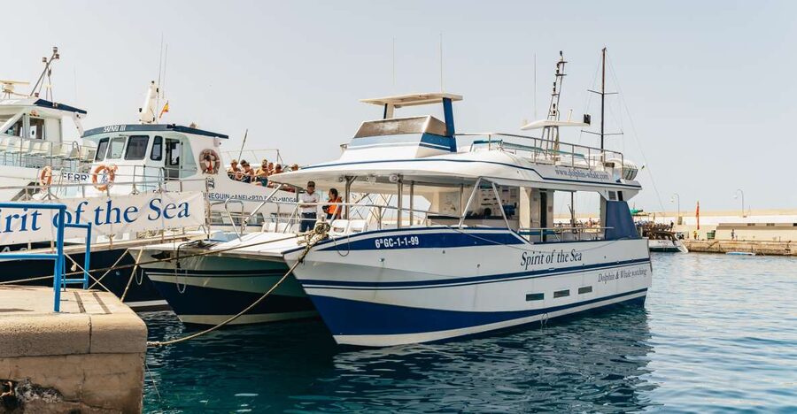 From Puerto Rico de Gran Canaria: Dolphin Watching Cruise - Spirit of the Sea: what you’re getting on the water