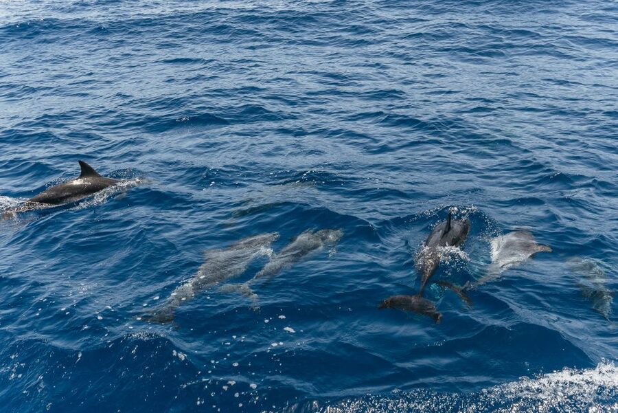 From Puerto Rico de Gran Canaria: Dolphin Watching Cruise - Seasickness reality check: the Atlantic moves