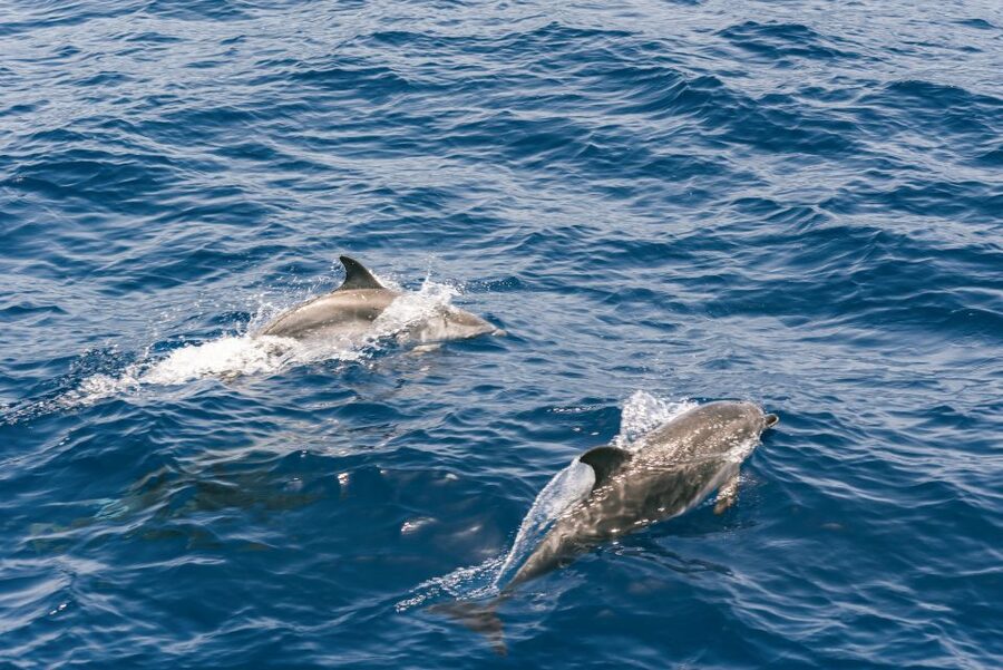 From Puerto Rico de Gran Canaria: Dolphin Watching Cruise - Who should book this dolphin cruise