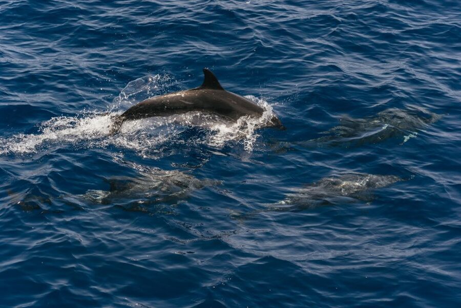 From Puerto Rico de Gran Canaria: Dolphin Watching Cruise - The cetacean hunt off Gran Canaria’s southwest coast