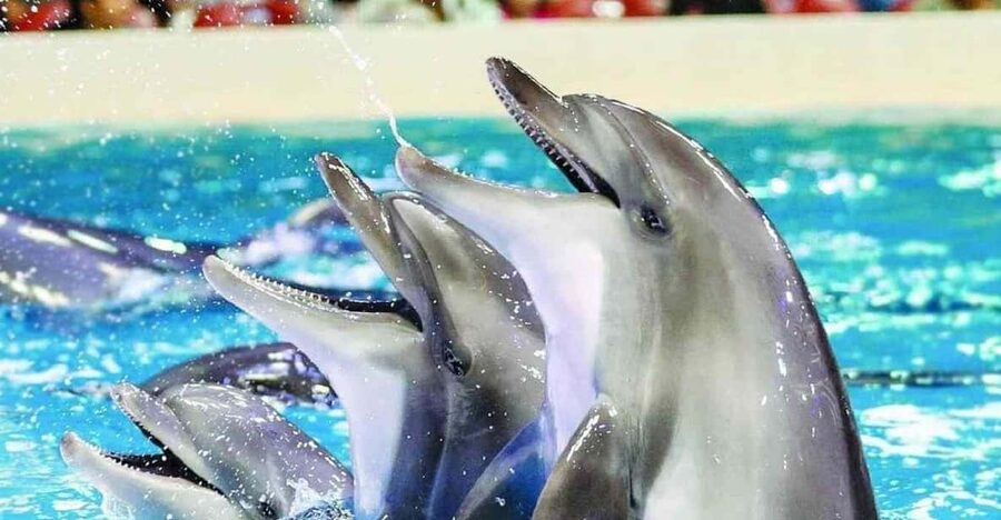 From Side Dolphin and Seal Show Ticket with Hotel Transfers - Side-to-Sealanya Transfers: Easy Start in Side