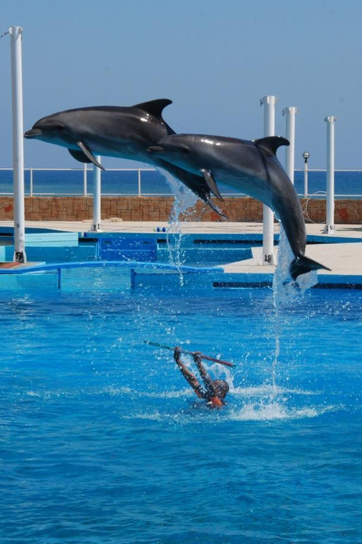 From Side Dolphin and Seal Show Ticket with Hotel Transfers - What Happens in the Dolphin and Seal Show