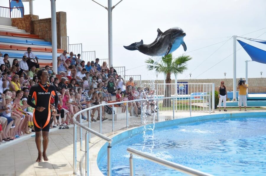 From Side Dolphin and Seal Show Ticket with Hotel Transfers - Timing, Group Feel, and What to Expect On the Day