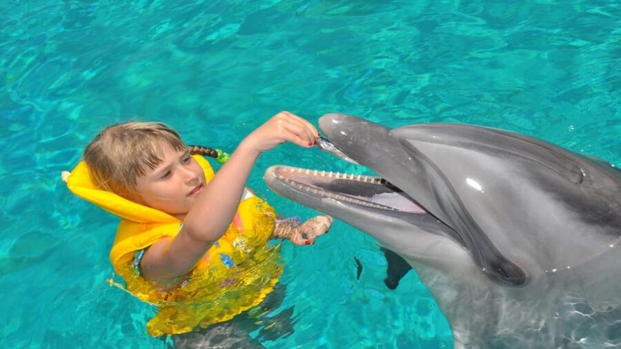 From Side Dolphin and Seal Show Ticket with Hotel Transfers - Should You Book This Dolphin and Seal Show From Side?
