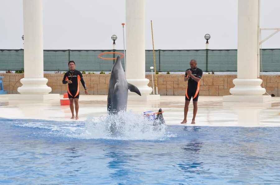From Side Dolphin and Seal Show Ticket with Hotel Transfers - FAQ