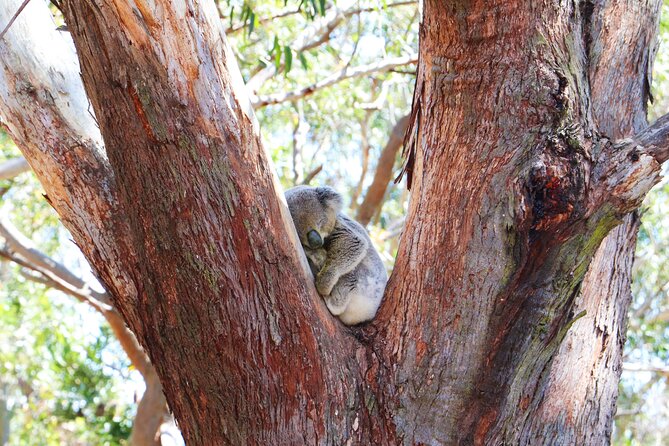 From Sydney: Port Stephens Dolphin, Koalas, Lunch & Sandboarding - Port Stephens Koala Sanctuary: Rehab Work You Can See in the Details