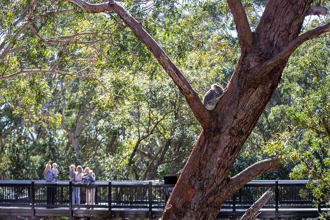 From Sydney: Port Stephens Dolphin, Koalas, Lunch & Sandboarding - Is $142.01 Good Value for This Much Included?