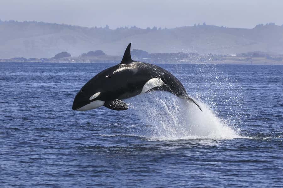 From Tauranga: Dolphin and Wildlife Cruise - Key highlights you’ll actually feel on the day
