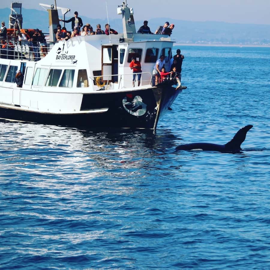 From Tauranga: Dolphin and Wildlife Cruise - Tauranga to the Bay of Plenty: the feel of the Bay Explorer cruise