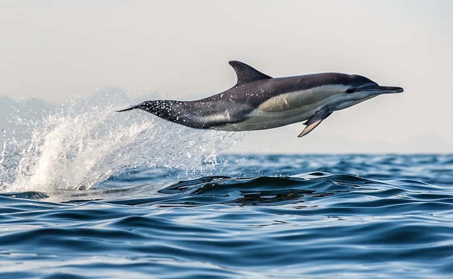From Tauranga: Dolphin and Wildlife Cruise - The route from Tangaroa statue to Mauao: why the full cruise is more than just open water