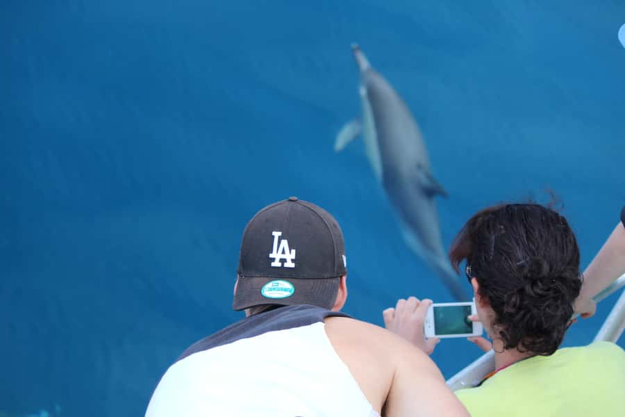 From Tauranga: Dolphin and Wildlife Cruise - What’s onboard, what’s not, and what to bring for a smoother day