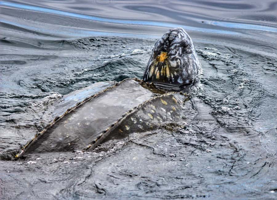 From Tauranga: Dolphin and Wildlife Cruise - Weather and timing: how flexible plans affect your wildlife chances