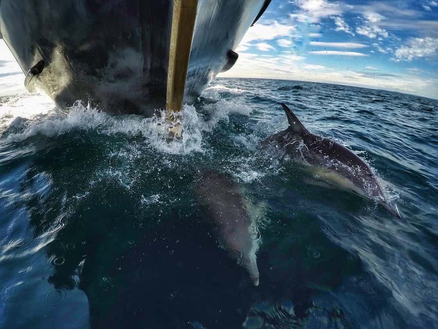 From Tauranga: Dolphin and Wildlife Cruise - Price and value: is $104 worth it for five hours on the water?