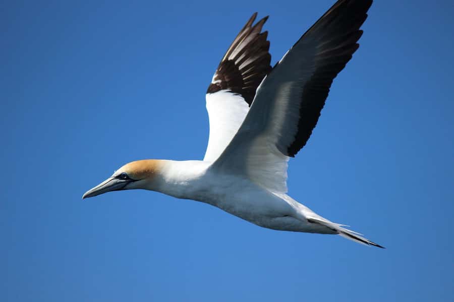 From Tauranga: Dolphin and Wildlife Cruise - Who should book this cruise, and who should think twice