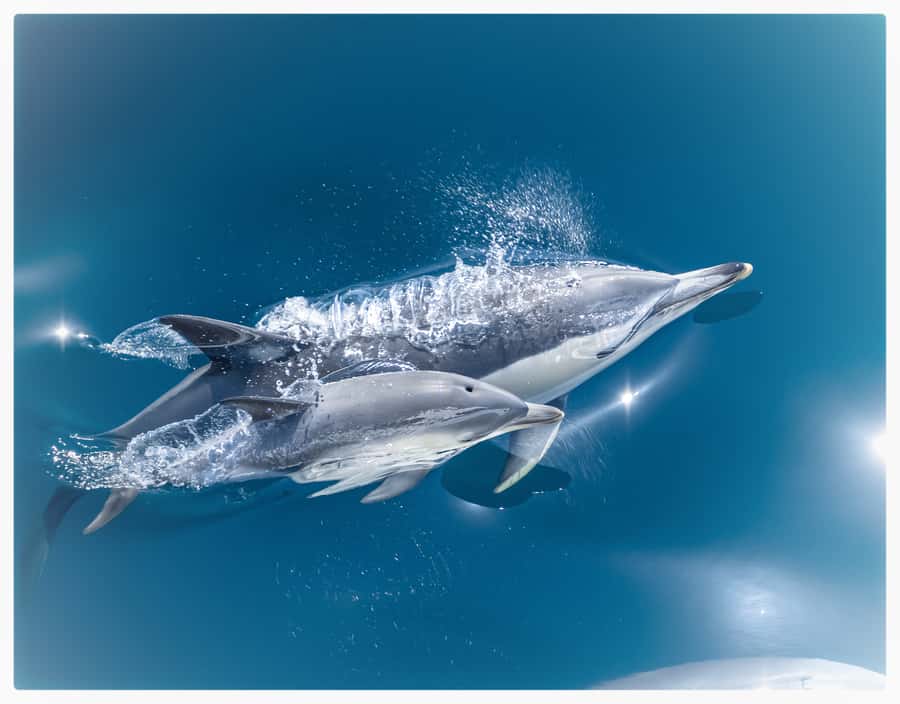 From Tauranga: Half-Day Swimming with Dolphins Tour - Key Things I’d Tell a Friend Before You Go