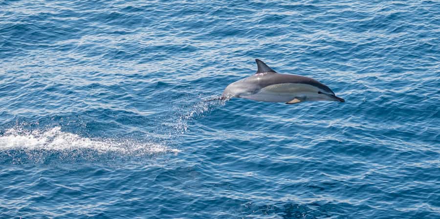 From Tauranga: Half-Day Swimming with Dolphins Tour - Who This Tour Is Best For (and Who Should Rethink)