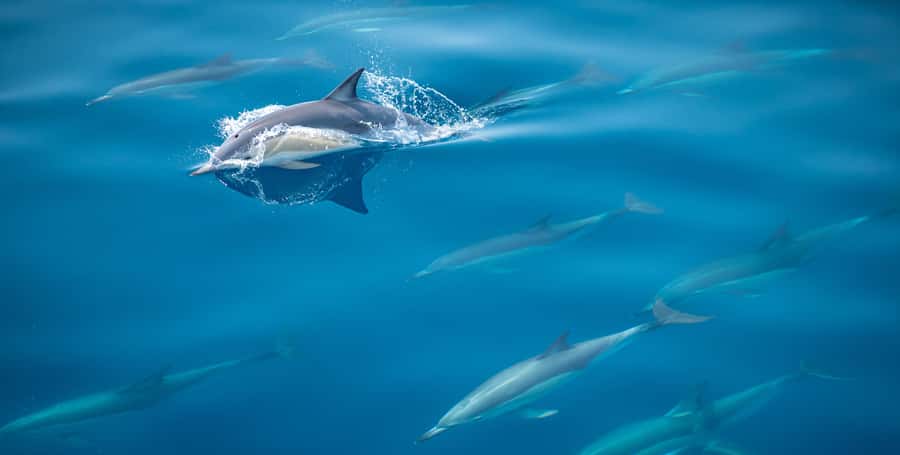 From Tauranga: Half-Day Swimming with Dolphins Tour - Why This Tauranga Dolphin Swim Feels Like an Ocean Day, Not a Show