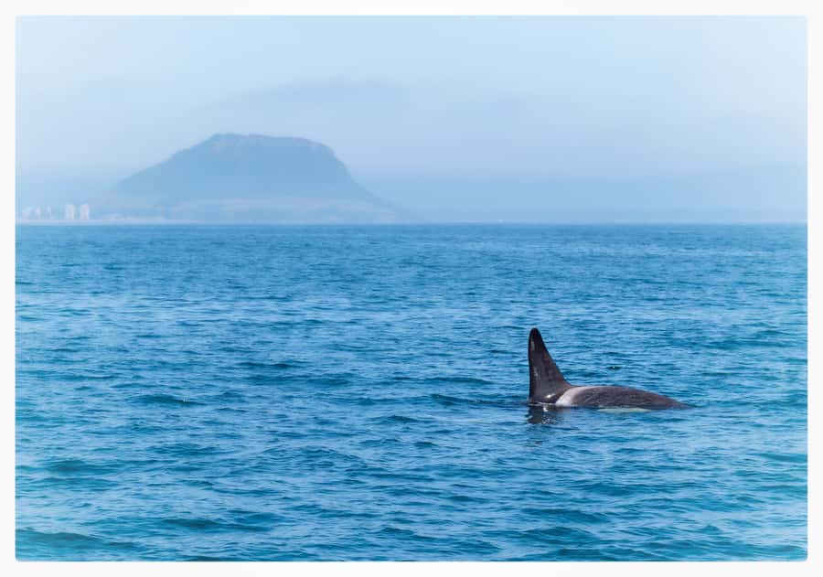 From Tauranga: Half-Day Swimming with Dolphins Tour - How the Crew Finds Dolphins (and Why the Best Viewing Comes From the Bow)