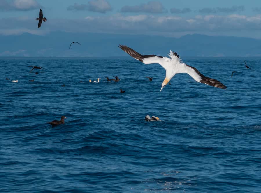 From Tauranga: Half-Day Swimming with Dolphins Tour - When You Actually Get to Swim: The Pod-Decision Rule