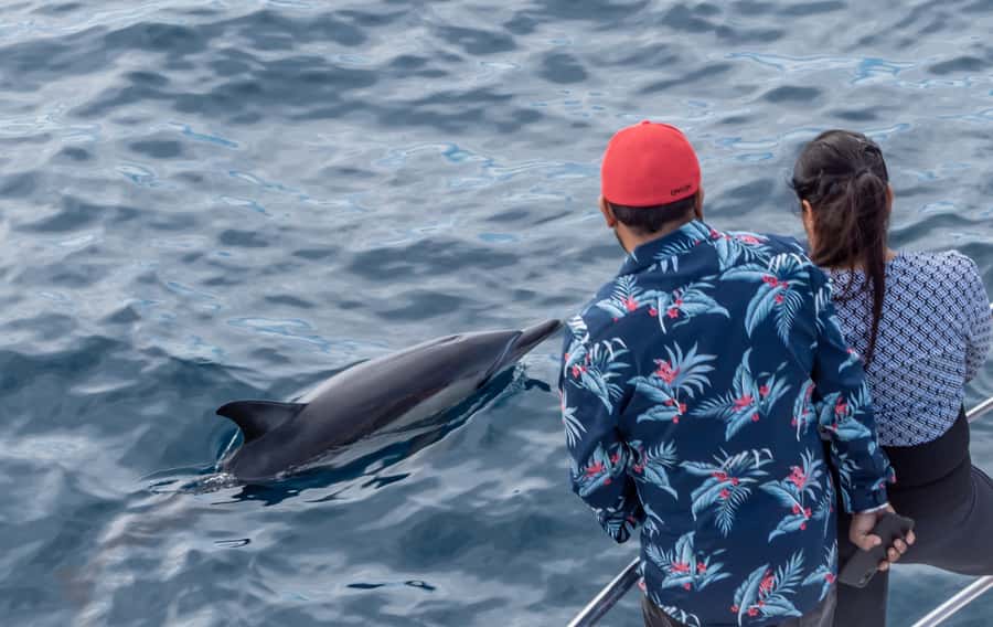 From Tauranga: Half-Day Swimming with Dolphins Tour - The Snorkeling Reality: Gear Included, Comfort Up to You