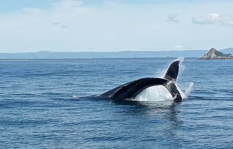 From Tauranga: Half-Day Swimming with Dolphins Tour - Wildlife Watching Beyond Dolphins: The Bay of Plenty Bonus