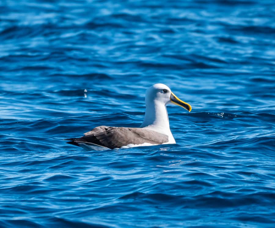 From Tauranga: Half-Day Swimming with Dolphins Tour - Weather, Waves, and How the Tour Handles a Bad Sea Day