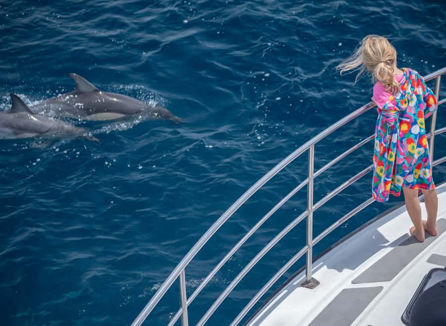 From Tauranga: Half-Day Swimming with Dolphins Tour - Meeting Up and Getting Comfortable on the Dolphin-Viewing Vessel