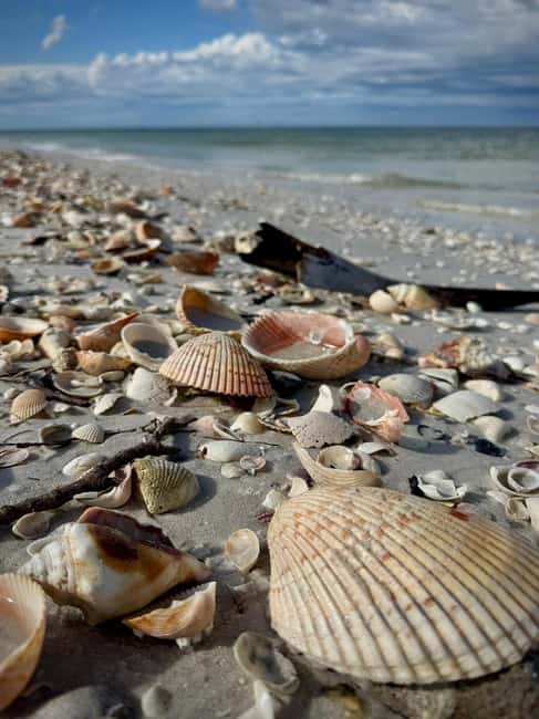 From Treasure Island: Dolphin Watching and Shelling Cruise - What This 2-Hour Shell Island and Dolphin Cruise Is Really Like