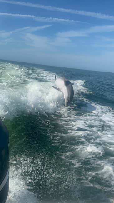 From Treasure Island: Dolphin Watching and Shelling Cruise - Shell Key Preserve, the Shell Island Shore: Why This Beach Time Is the Main Event