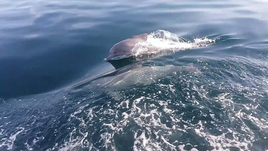 From UAE: Musandam Khasab Dolphin Watching Trip with Lunch - Key highlights at a glance
