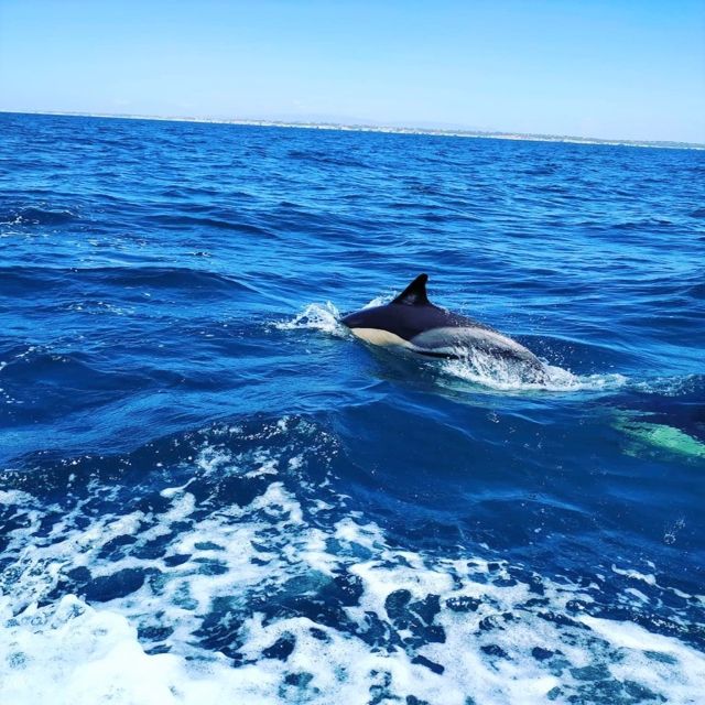 From Vilamoura: 2.5-Hour Benagil Cave and Dolphins Boat Tour - Key things I’d plan for before you go