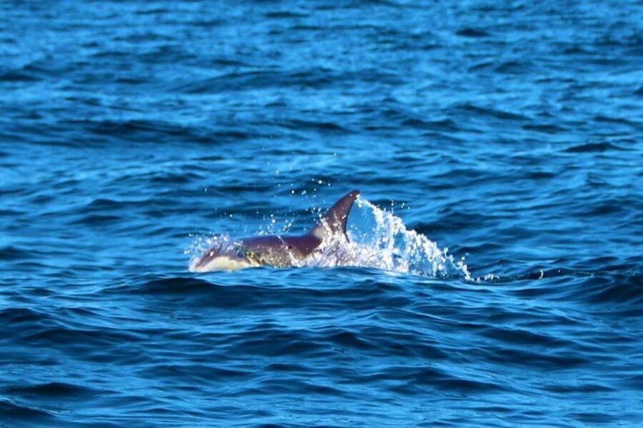 From Vilamoura: 2.5-Hour Benagil Cave and Dolphins Boat Tour - Practical tips to make your day smoother