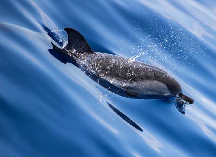 From Villefranche-sur-Mer: Guided Dolphin-Watching Tour - Where you meet in Villefranche-sur-Mer (AMV ticket office by the ferry)