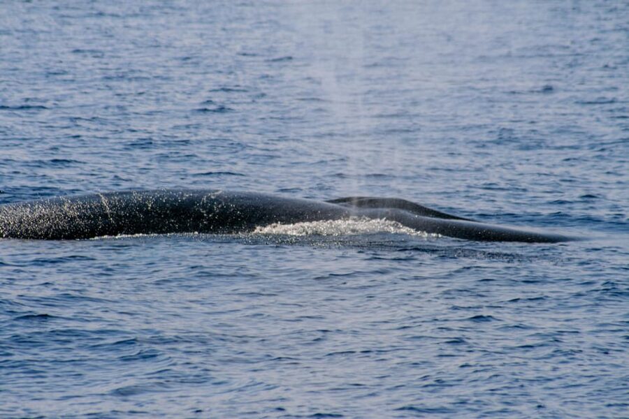 From Villefranche-sur-Mer: Guided Dolphin-Watching Tour - The Pelagos Sanctuary experience: watching dolphins with context
