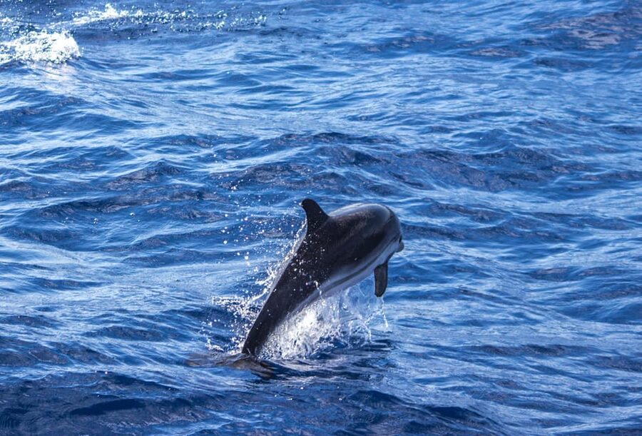 From Villefranche-sur-Mer: Guided Dolphin-Watching Tour - Price and value: what $80 gets you (and what it doesn’t)