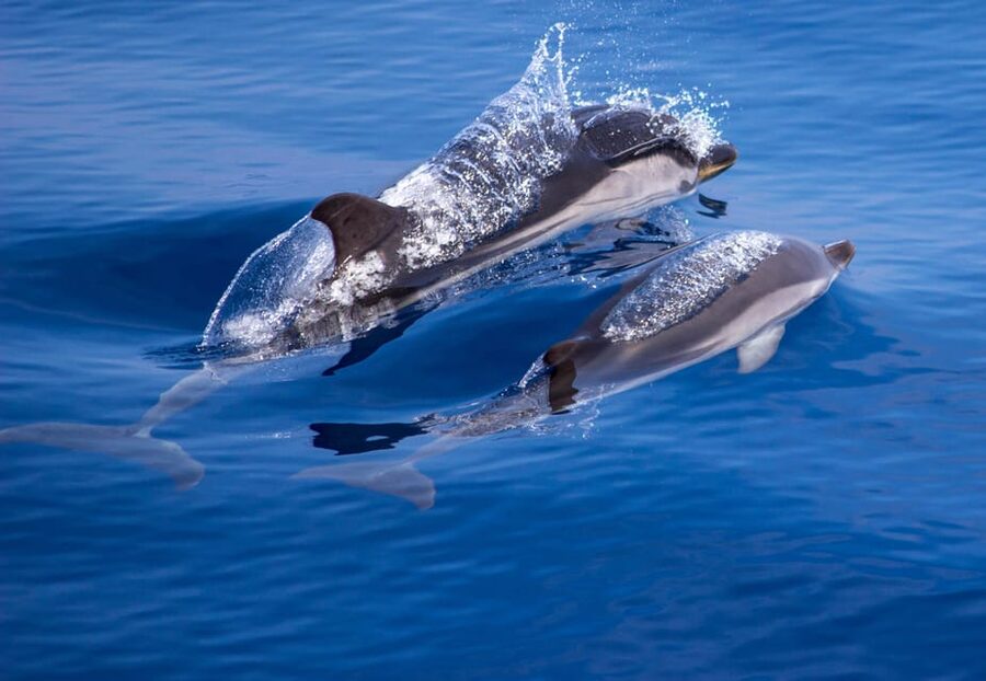 From Villefranche-sur-Mer: Guided Dolphin-Watching Tour - Practical comfort tips (so you can actually enjoy scanning)