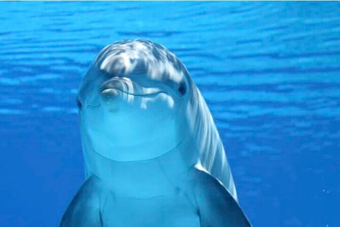 Ft Myers Beach 2 Hour Tiki Pub Fun in the Sun Dolphin Cruise - Key Points You’ll Care About