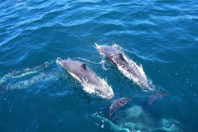 Ft Myers Beach 2 Hour Tiki Pub Fun in the Sun Dolphin Cruise - Drinks, Ice, and the BYOB Rules You Need Before You Shop